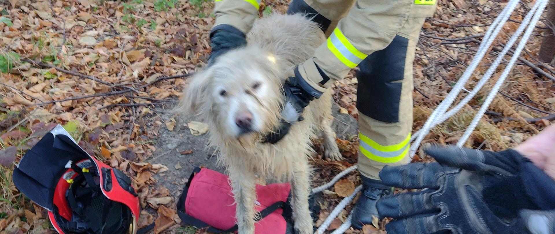 Ostrowiec Św. – Pies uwięziony w studni