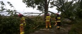 Drzewo powalone na jezdnię, strażacy w ubraniach bojowych przystępują do usunięcia drzewa