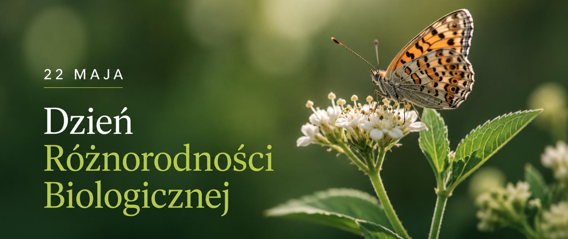 zdjęcie przedstawia motyla ubarwionego w plamki kolorze biało-miodowym, siedzącego na drobnych białych kwiatkach z listkami, całość na tle zielonym rozmytym tle 
