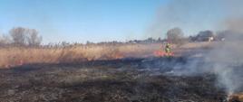 Na zdjęciu widzimy palące się trawy oraz strażaka gaszącego pożar