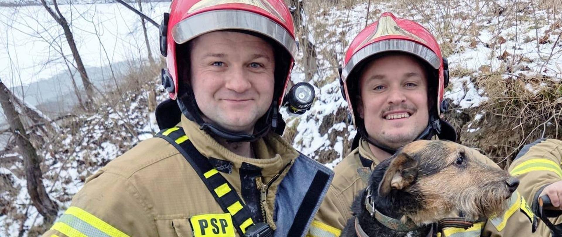 Pies uwięziony w norze