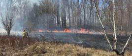 Na pierwszym planie zdjęcia widać suchą trawę. Dalej widać miejsce po wypalonej trawie. W oddali widać palącą się trawę. Na zdjęciu widoczny jest strażak w żółtym stroju oraz czerwonym hełmie, który tłumica gasi ogień. Dookoła rosną drzewa. Jest widno. 