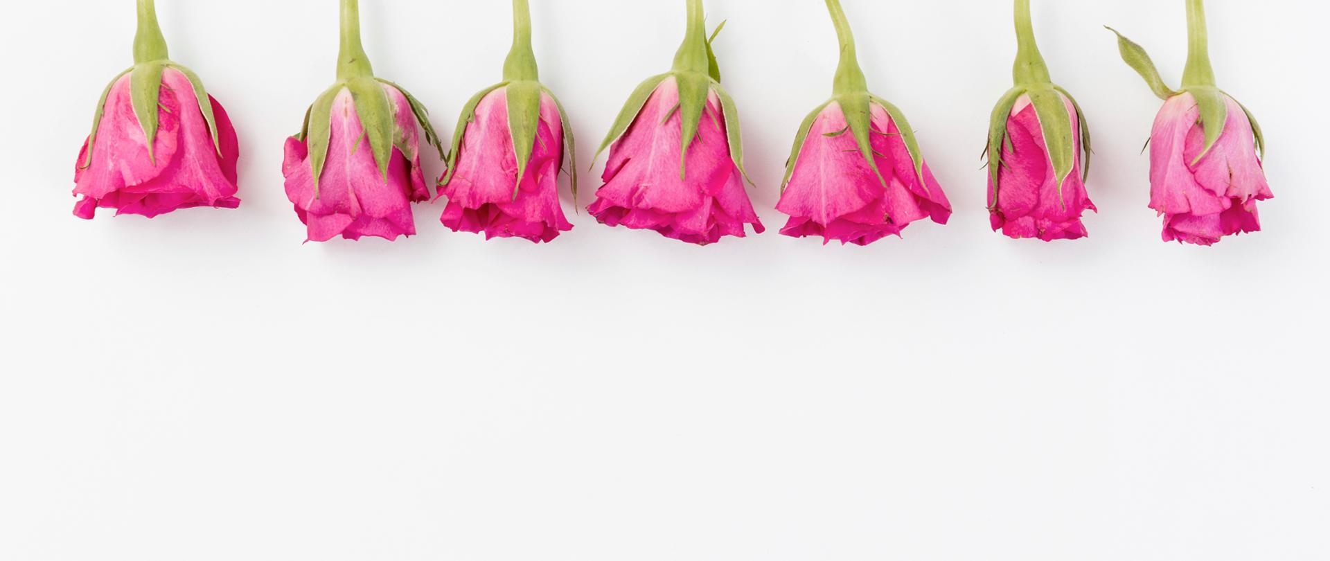 Kwiaty na białym tle