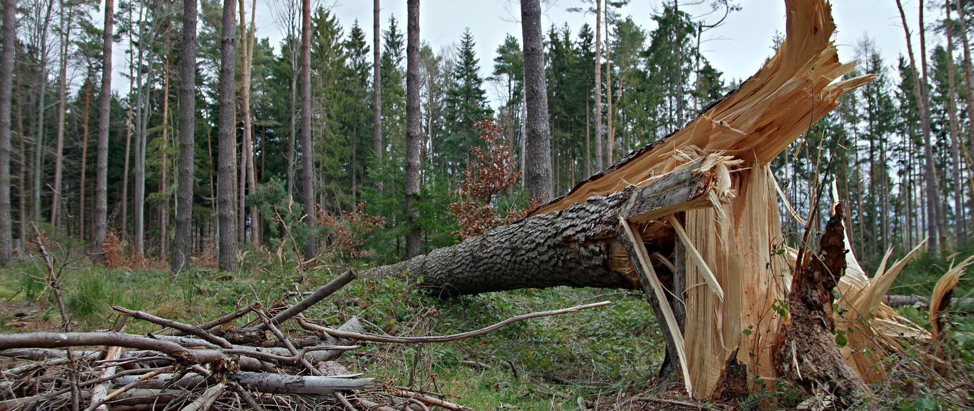 Las ze złamanym przez wiatr drzewem.