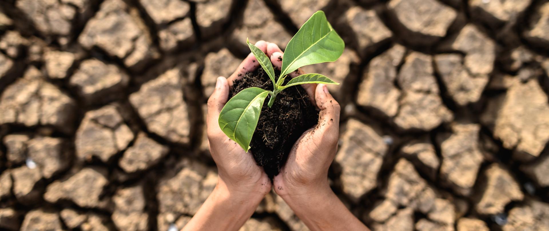 boy are stand holding seedlings are in dry land in a warming world.