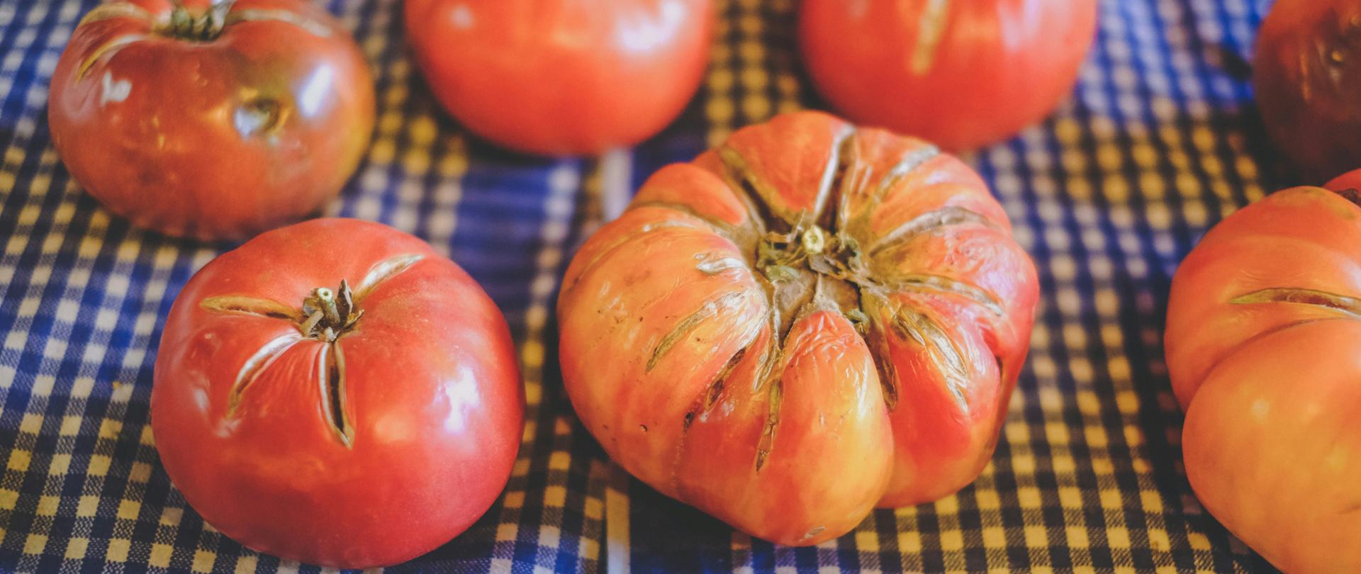 zepsute pomidory na serwecie w niebieską kratę