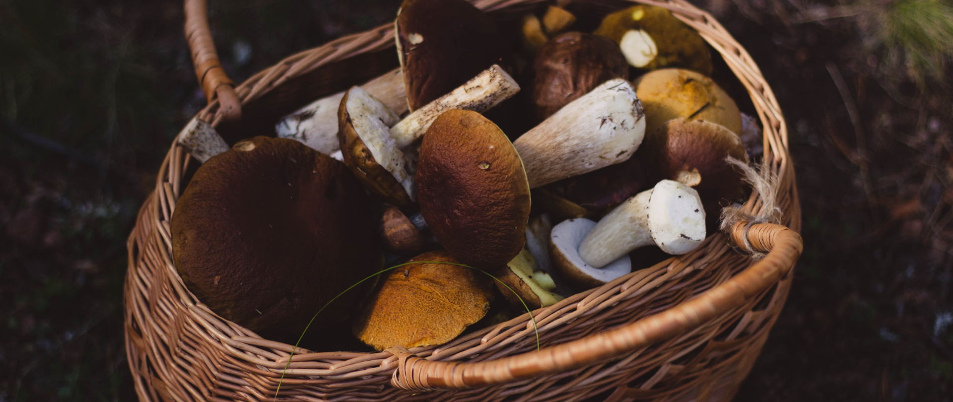 Konsultacje i wydawanie atestów grzybowych w Nadleśnictwie Bełchatów