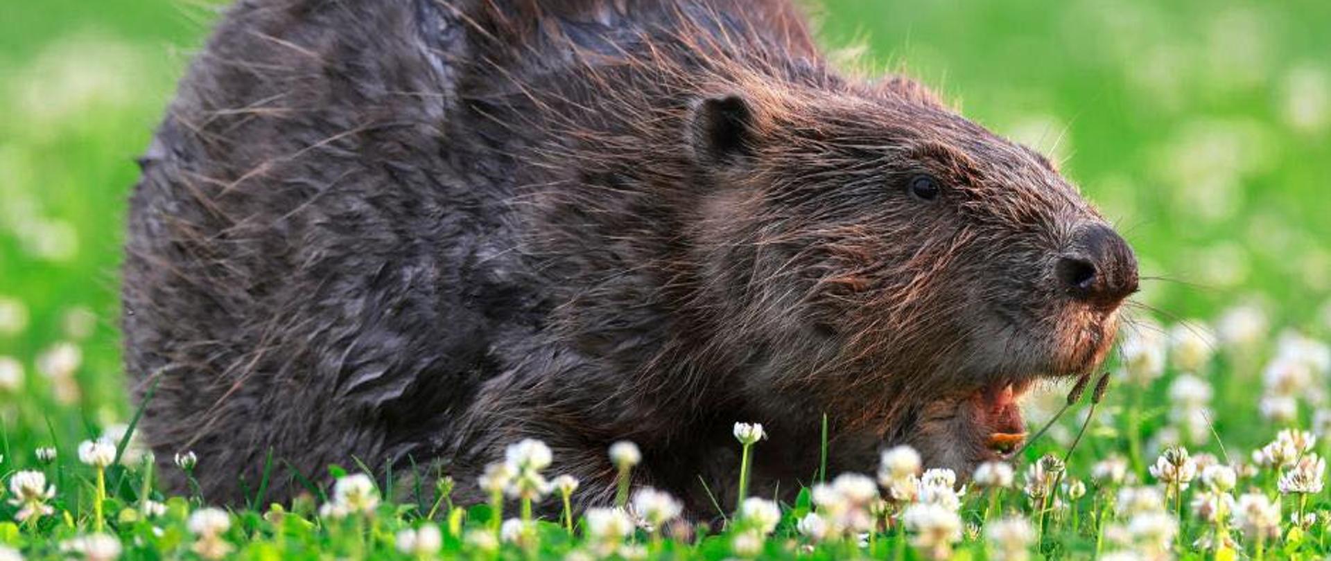 Dziś_obchodzimy_Dzień_Bobra_–_niezwykle_ważnego_inżyniera_ekosystemów