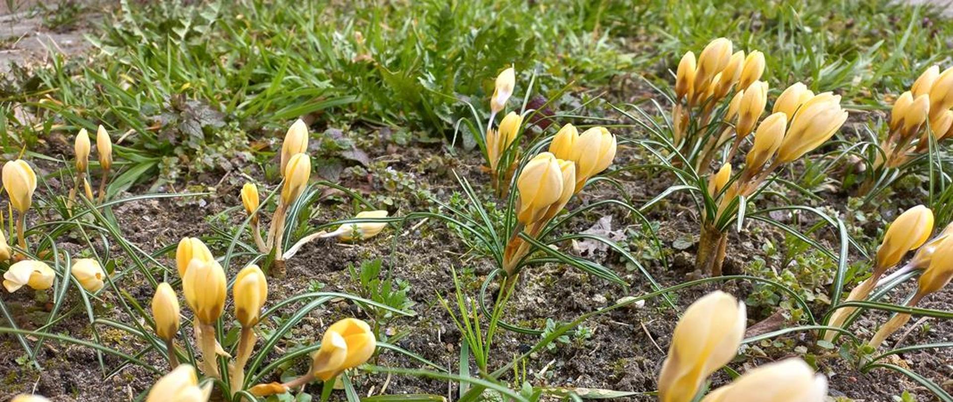 Na zdjęciu kwitnące, żółte krokusy