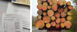 Od lewej: wydruk z wynikiem pomiaru nacisków osi i rzeczywistej masy całkowitej zestawu ciężarowego z drewnem dłużycowym. Obok tył kontrolowanej naczepy ciężarowej z dłużycami drewna.