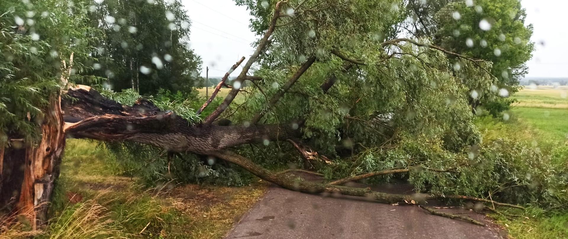 powalone drzewo na skutek burzy