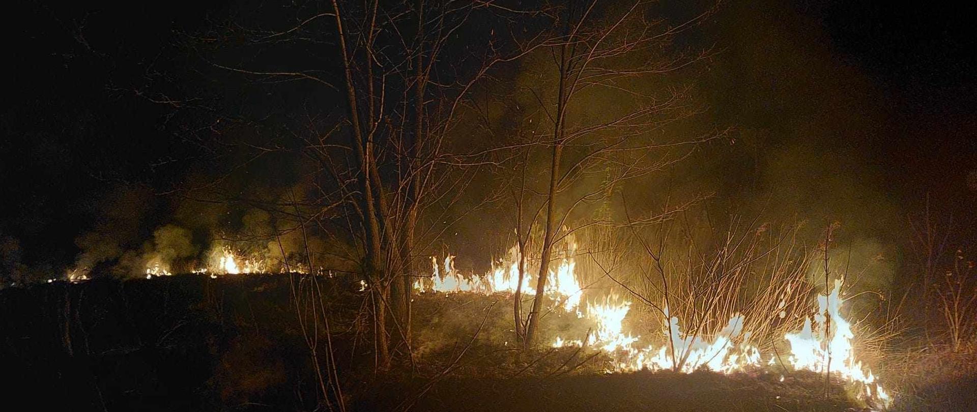 Zdjęcie przedstawia scenę pożaru traw i zarośli w nocy. Na pierwszym planie widoczne są fragmenty nagiej ziemi oraz spalonej roślinności. Pożar rozprzestrzenia się poziomo, tworząc długą linię płomieni, które intensywnie świecą w ciemności. Ogień jest widoczny na znacznym obszarze, rozświetlając otoczenie pomarańczowym i żółtym światłem. Ponad płomieniami unosi się gęsty dym. W centralnej części zdjęcia, między ogniskami pożaru, widać kilka cienkich drzew bez liści, których gałęzie są oświetlone przez ogień. Całość obrazu jest ciemna, z wyjątkiem jasnych punktów płonącej roślinności, co podkreśla intensywność pożaru i porę nocną.