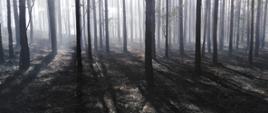 Drzewa. Spalone poszycie leśne. W głębi lekki unoszący się dym.