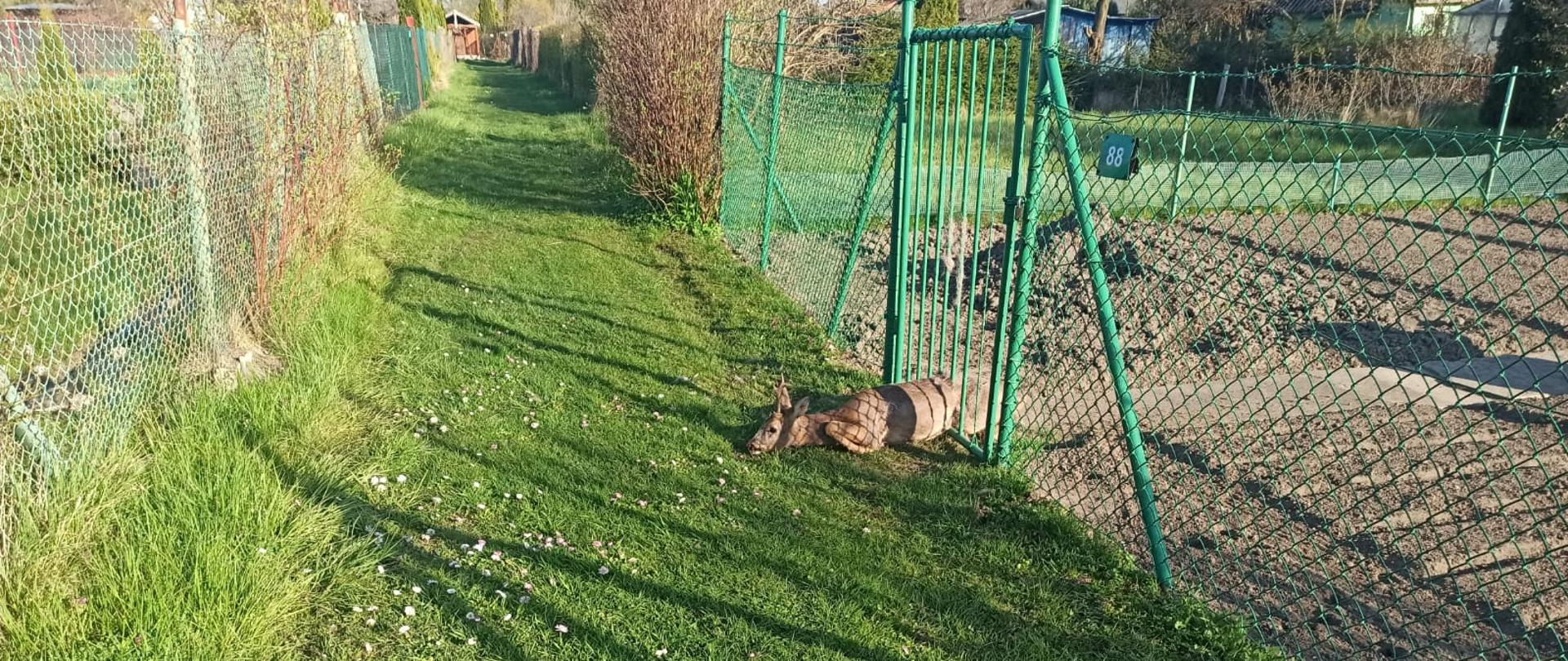 Zielony trawnik. Z prawej strony zielony płot i uwięzione zwierzę w bramce ogrodzenia.