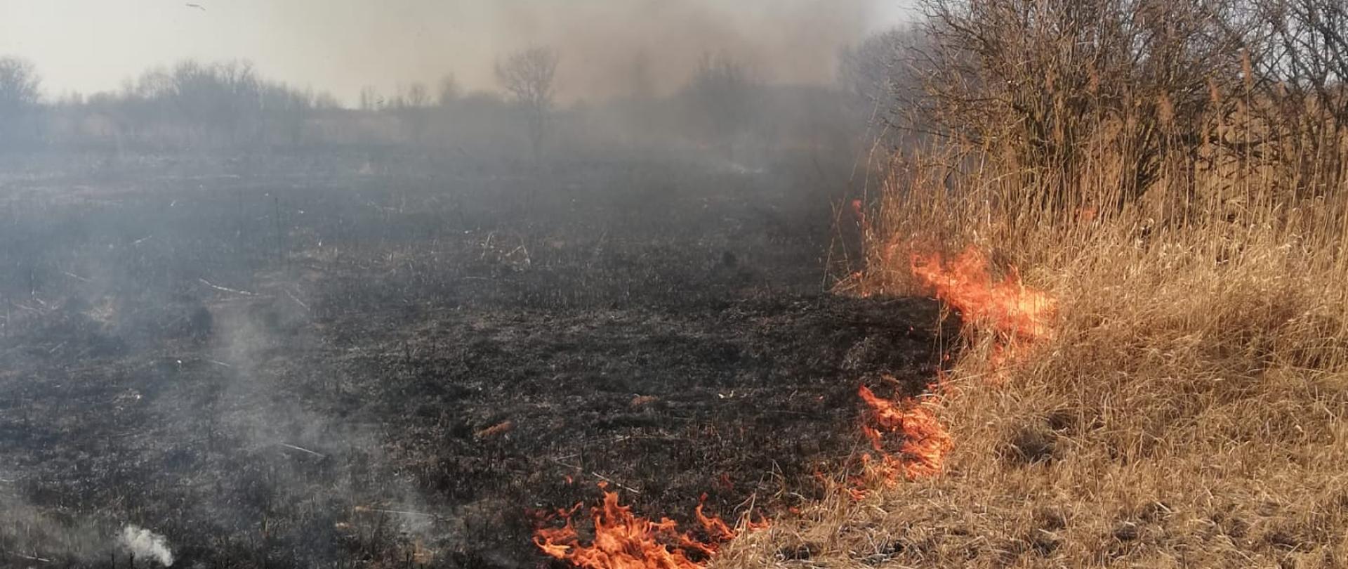 Na zdjęciu widoczny pożar suchej trawy oraz trzcinowisk