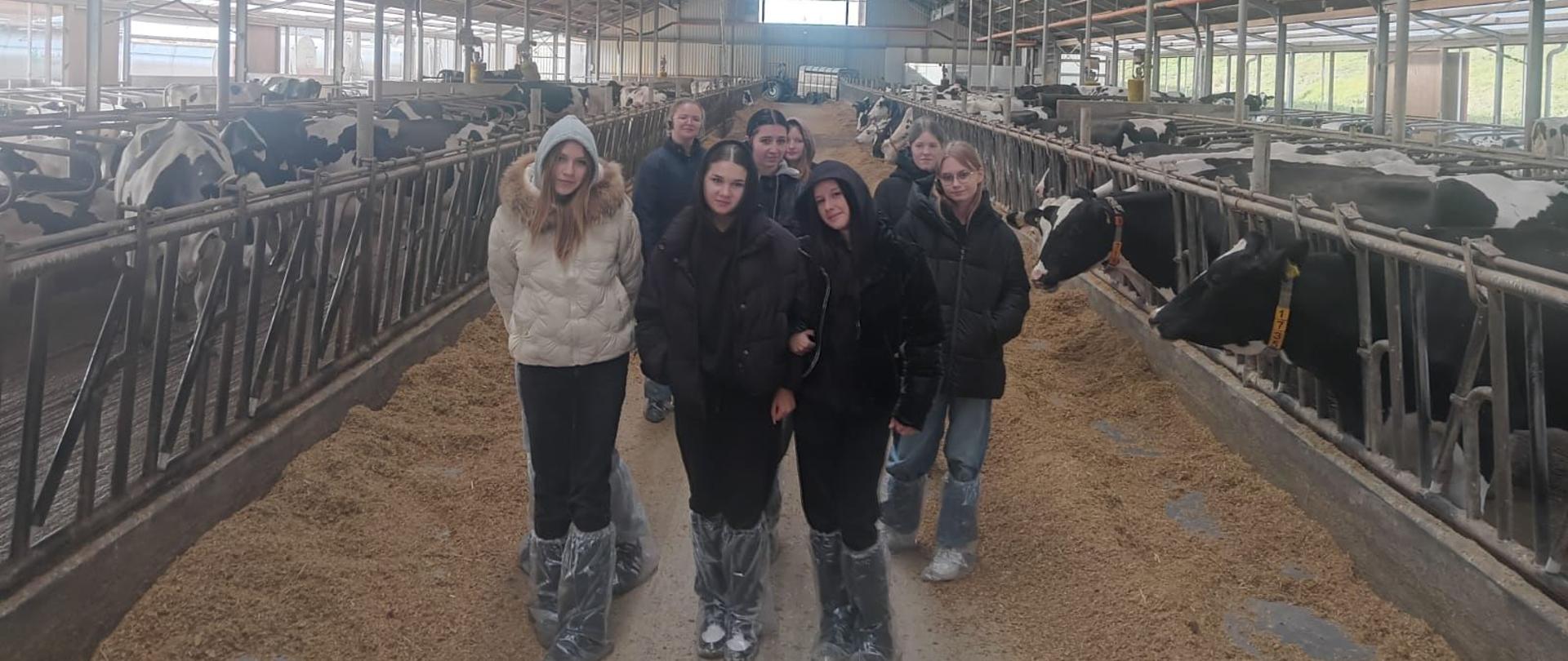 Zdjęcie przedstawia grupę siedmiu młodych osób, prawdopodobnie uczniów, stojących w środku długiej obory dla krów. Obora jest jasna, z wysokim dachem i świetlikami, a po obu stronach widać rzędy boksów, w których znajdują się krowy rasy holsztyńsko-fryzyjskiej (czarno-białe łaciate).
Osoby stoją w rzędzie na środku korytarza, który jest wyłożony słomą lub paszą. Wszyscy są ubrani w ciepłe, zimowe kurtki, a niektórzy mają na nogach wysokie, gumowe buty. Grupa jest ustawiona frontalnie do kamery, a ich twarze są widoczne. W tle i po bokach widać inne krowy, z których część patrzy w stronę obiektywu.