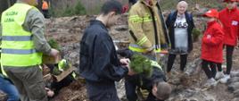 Na przygotowanym do sadzenia miejscu dwóch strażaków w ubraniach koszarowych sadzi sosnę. Jeden z nich trzyma sadzonki w rękach, drugi - umieszcza sadzonkę w ziemi. Obok nich mężczyzna w kamizelce z napisem na plecach "SŁUŻBA LEŚNA" trzyma w rękach karton z sadzonkami. Dalej stoi strażak w ubraniu specjalnym koloru piaskowego, a także kobieta w ubraniu cywilnym i dwie druhny MDP mające na sobie czerwone polary oraz czapki z logo MDP. W oddali inne osoby sadzące las. W tle krzewy i dzrzewa.