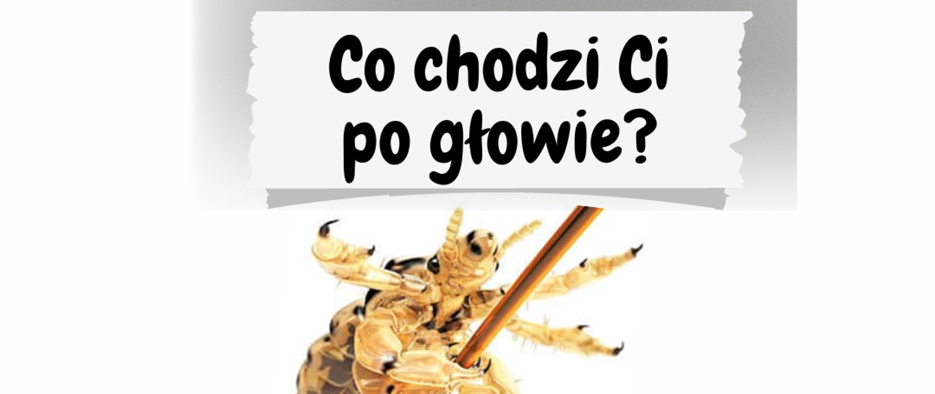 Wszawica to choroba pasożytnicza. Wesz może pojawić się na każdej głowie i w każdym wieku.