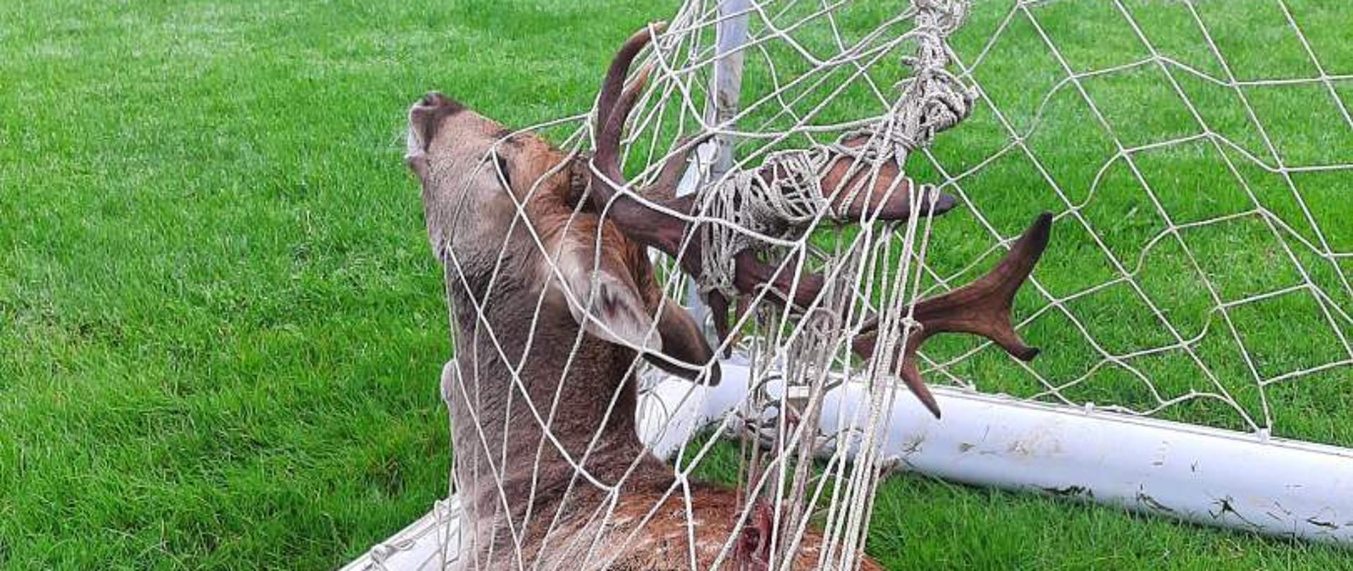 Jeleń zaplątany w siatkę bramki na boisku sportowym.