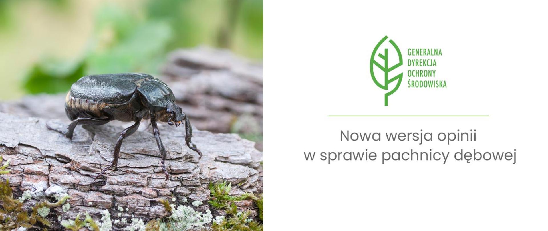 Z lewej strony duży okaz chrząszcza a z prawej strony napis: Nowa wersja opinii w sprawie pachnicy dębowej.