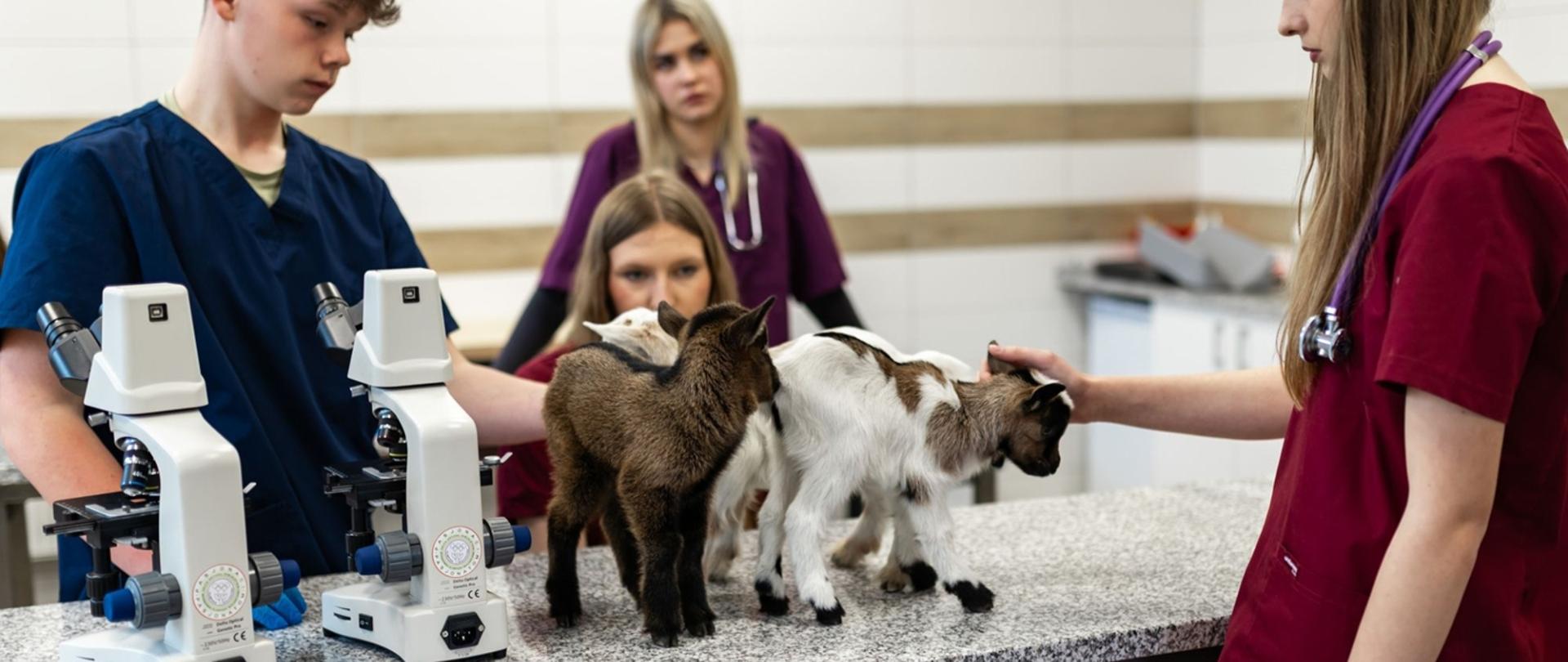 Uczniowie podczas zajęć praktycznych w zawodzie technik weterynarii. Na stole znajdują się młode kozy, a obok nich mikroskopy; uczniowie pracują w odzieży medycznej.