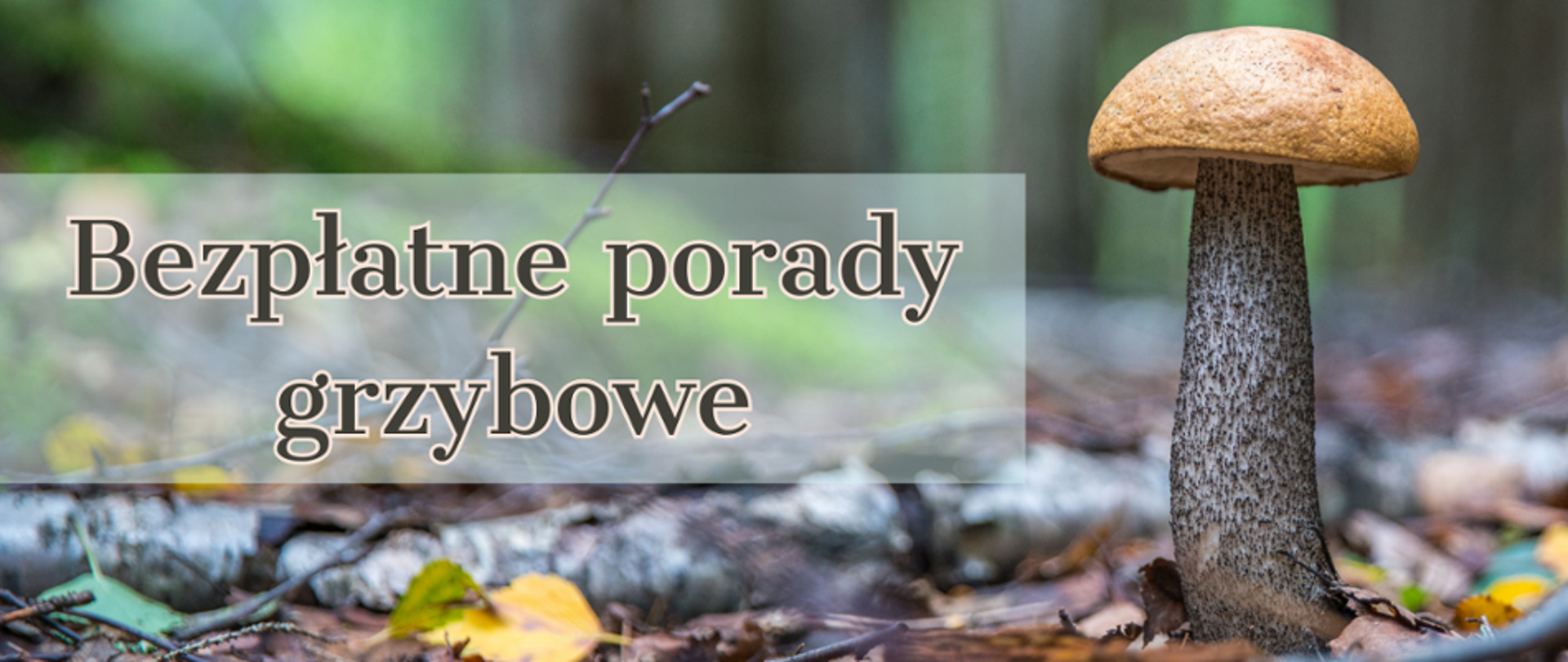 Bezpłatne porady grzybowe