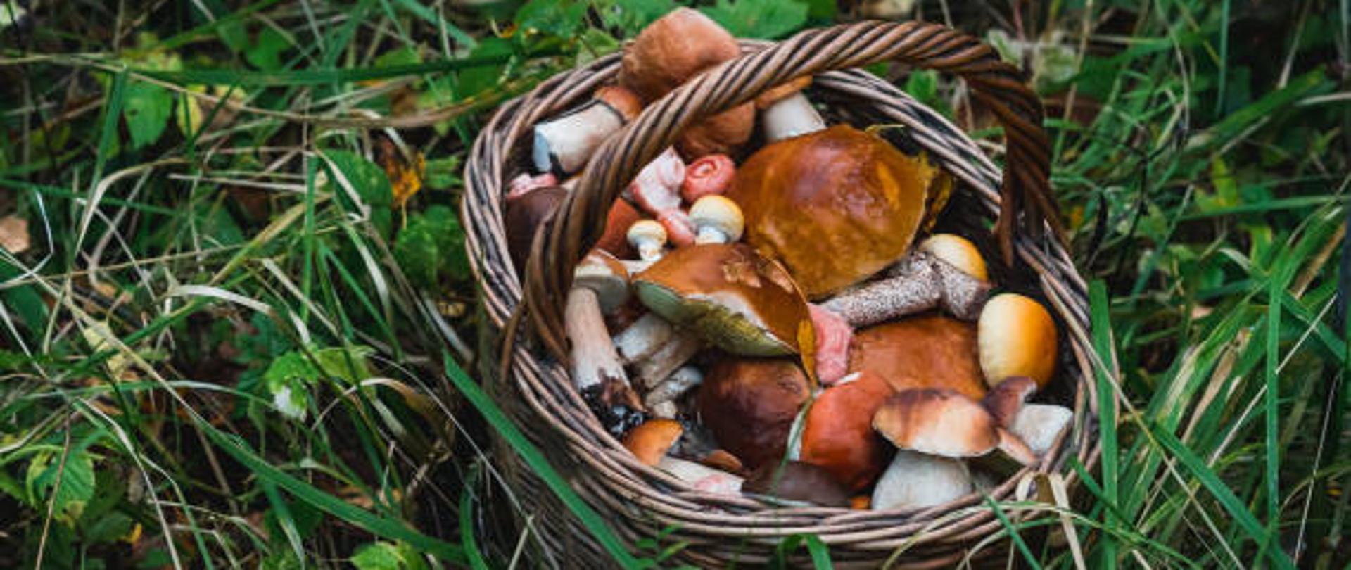 Kosz grzybów na leśnym runie