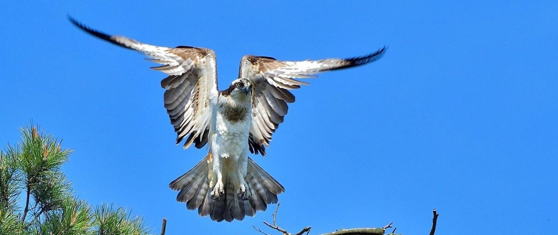 Na zdjęciu rybołów 