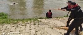 Na zdjęciu strażacy asekurują za pomocą liny nurka podczas ćwiczenia na rzece San