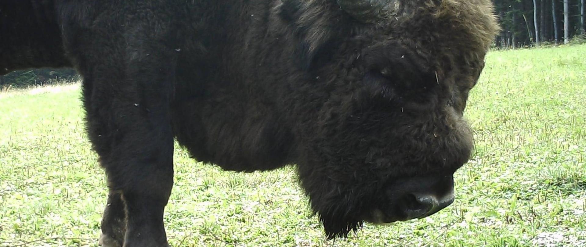 Zdjęcie przedstawiające żubra