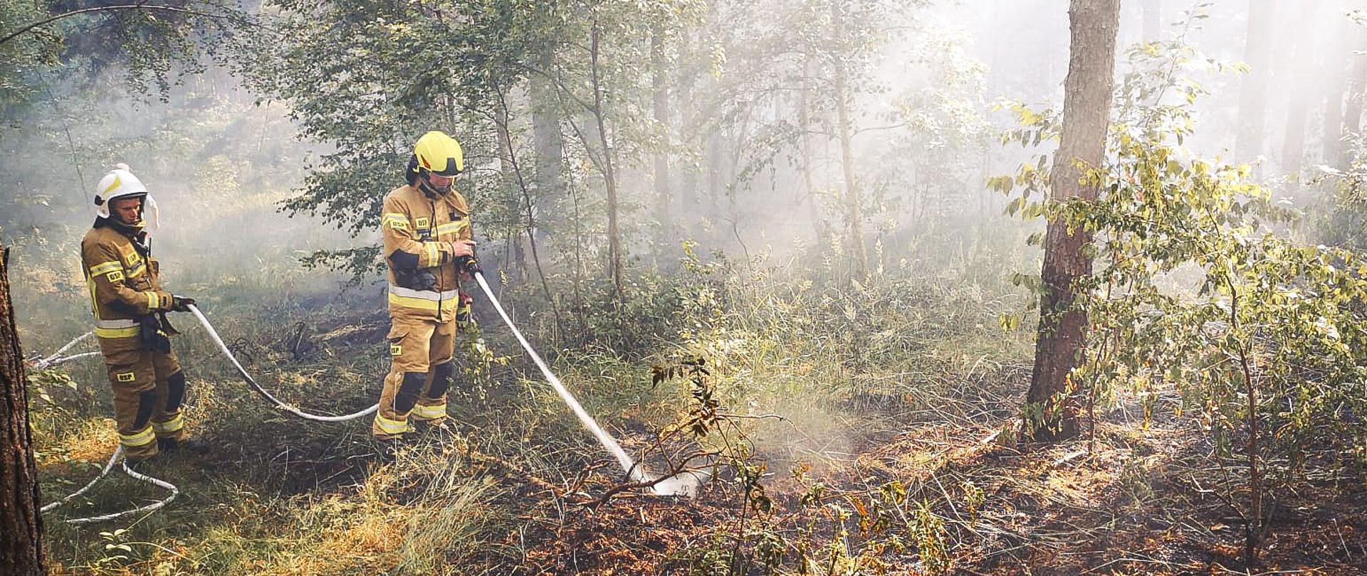 Strażacy w ubraniach specjalnych gaszą pożar poszycia w lesie.