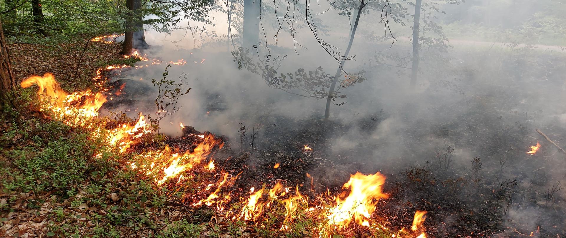 Zdjęcie przedstawia pożar poszycia leśnego.