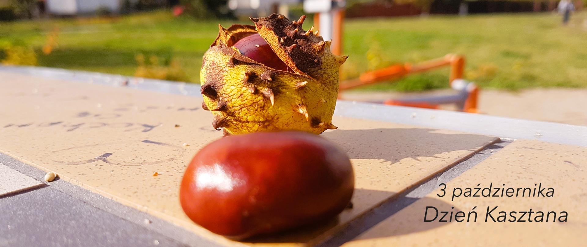 Kasztan na tle pękniętej łupiny