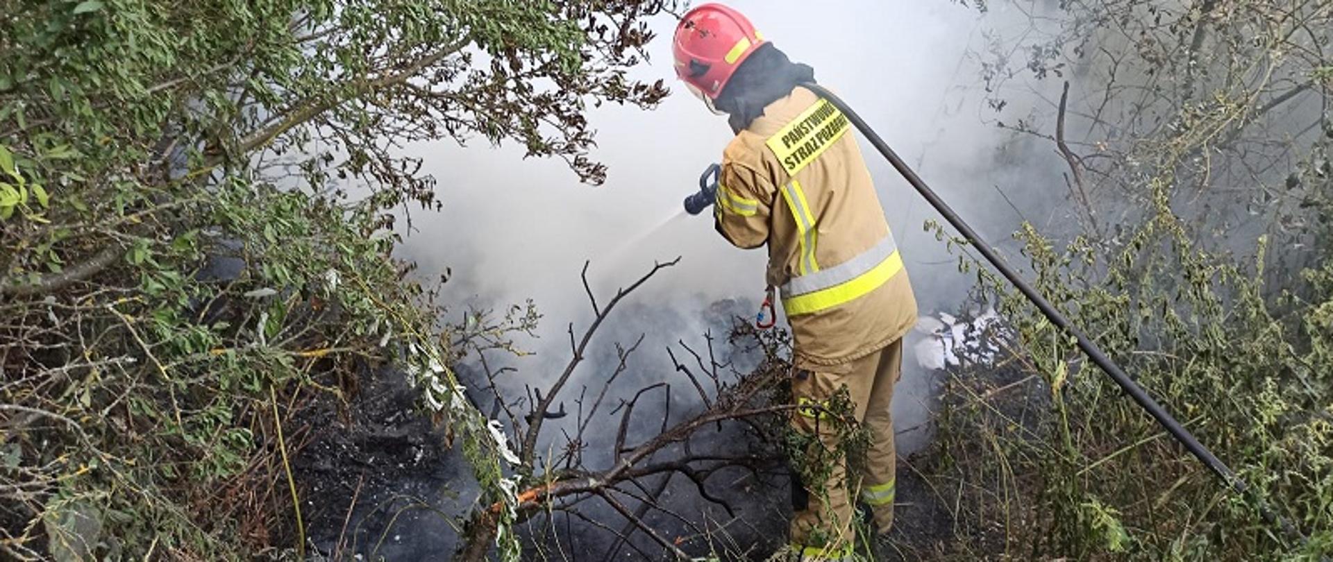 Zdjęcie przedstawia strażaka w umundurowaniu specjalnym gaszącego nielegalne wysypisko śmieci w lesie