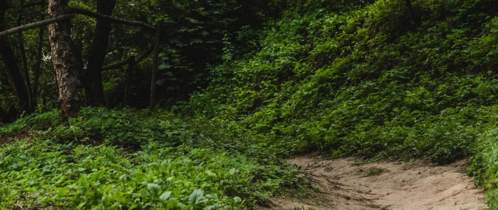 Na zdjęciu jest drużka prowadząca do lasu.