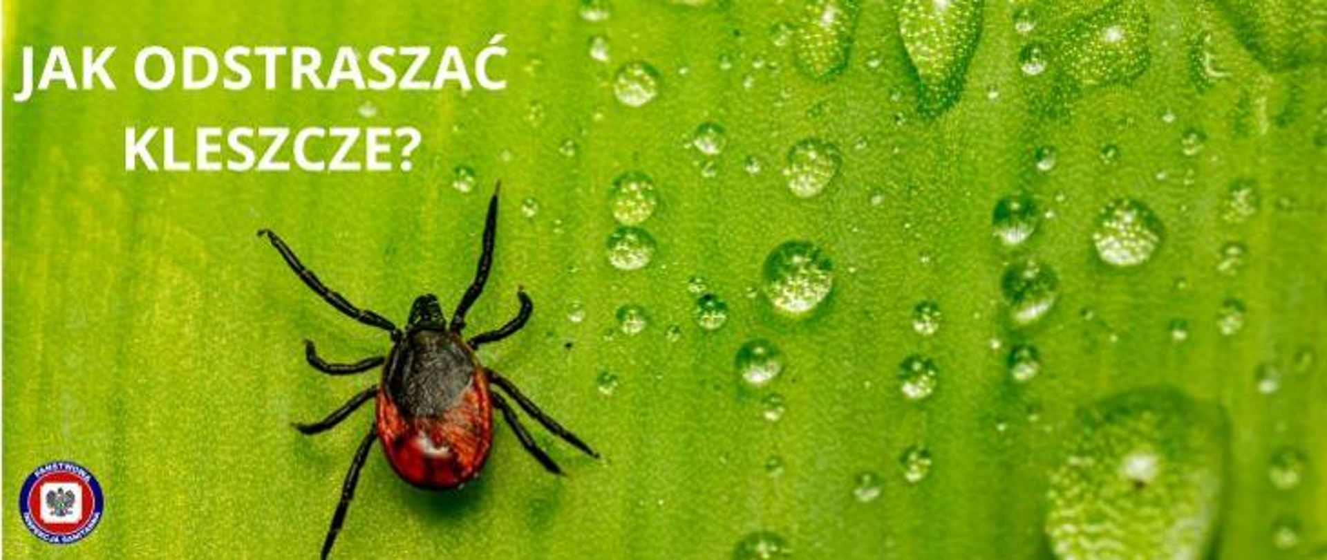 Jak odstraszać kleszcze?