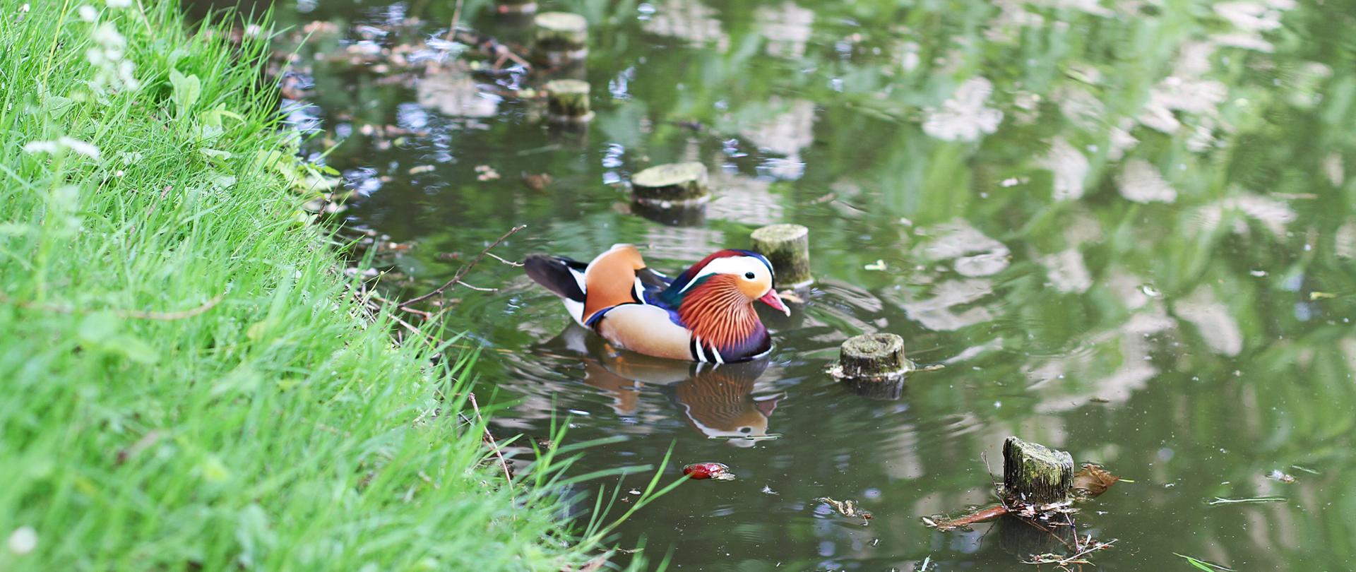 Po środku pływająca w stawie mandarynka o wielobarwnym upierzeniu, po prawej od niej liczne pale wystające ponad tafle wody. Po lewej stronie zdjęcia zielona trawa.