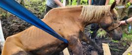 Zdjęcie przedstawia konia częściowo wydobytego z bagna. Strażacy przełożyli pod zwierzęciem pasy transportowe, węże strażackie i drewniane belki.