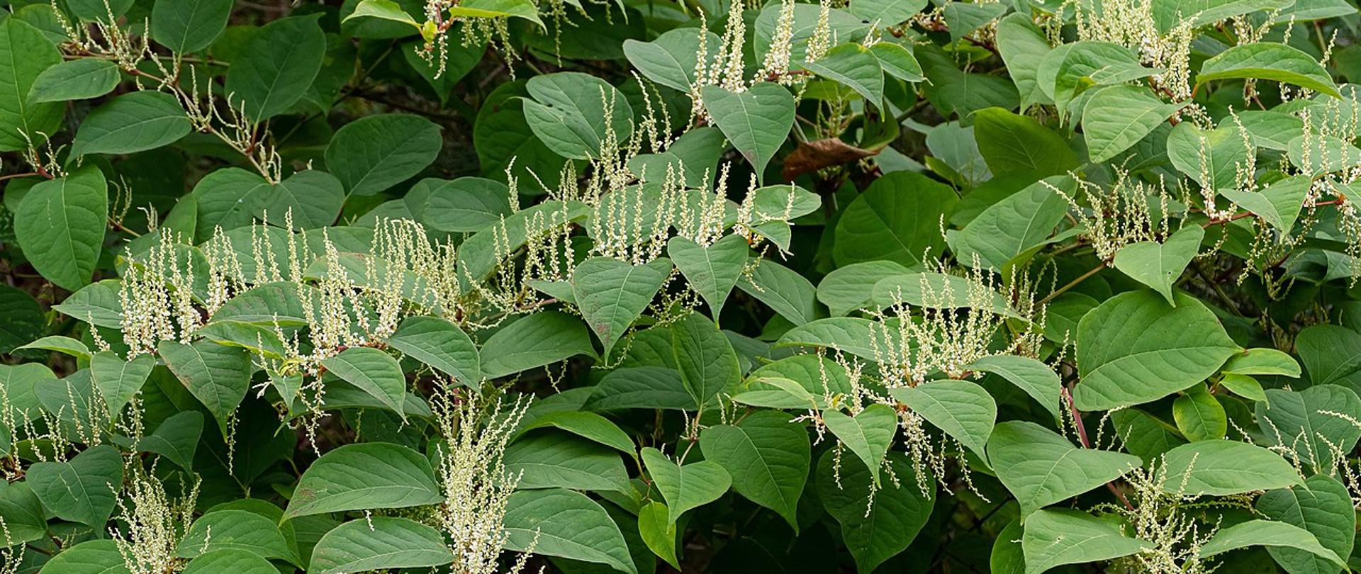 Rdestowiec ostrokończysty (Reynoutria japonica Houtt.)