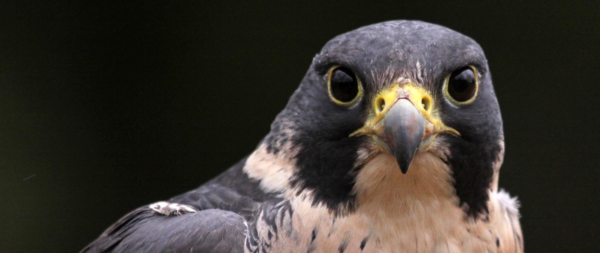 Zdjęcie przedstawiające orła