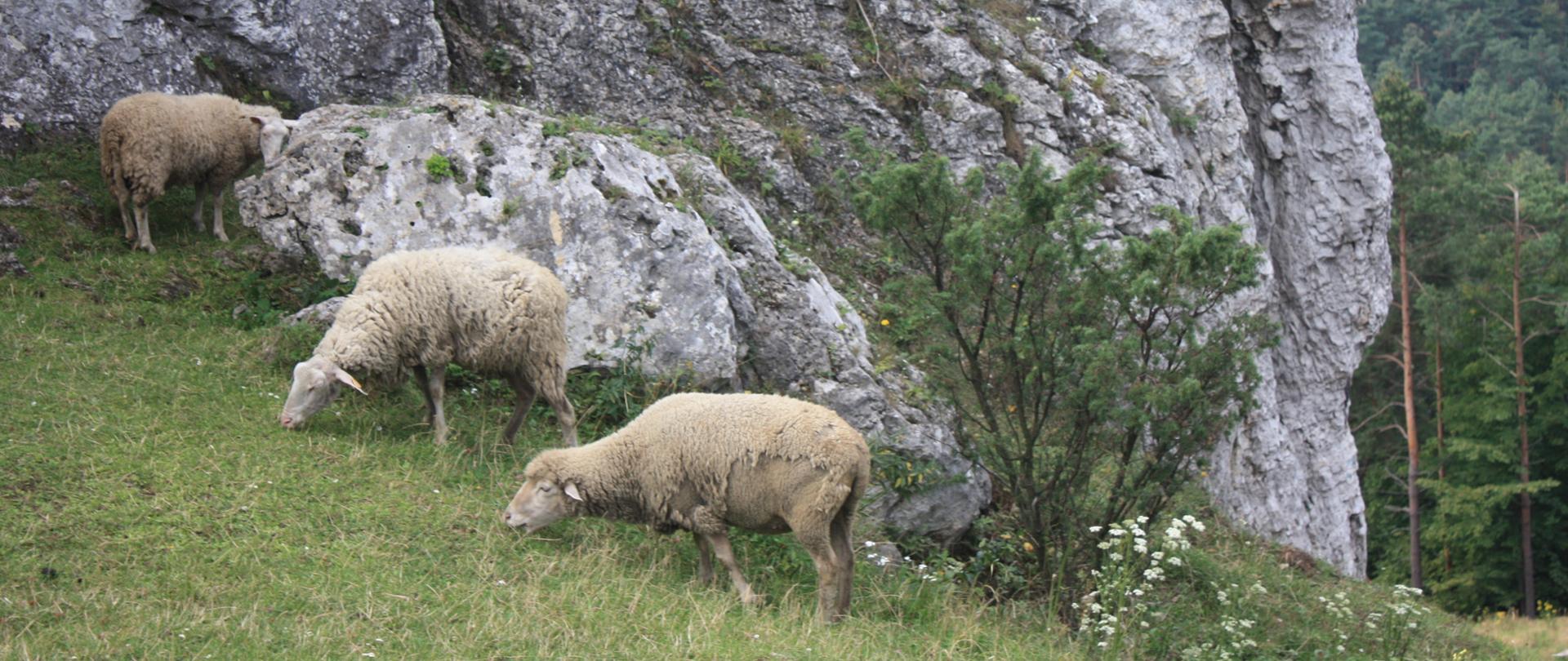 3 owce skubią trawę na łące, za nimi wapienny ostaniec skalny