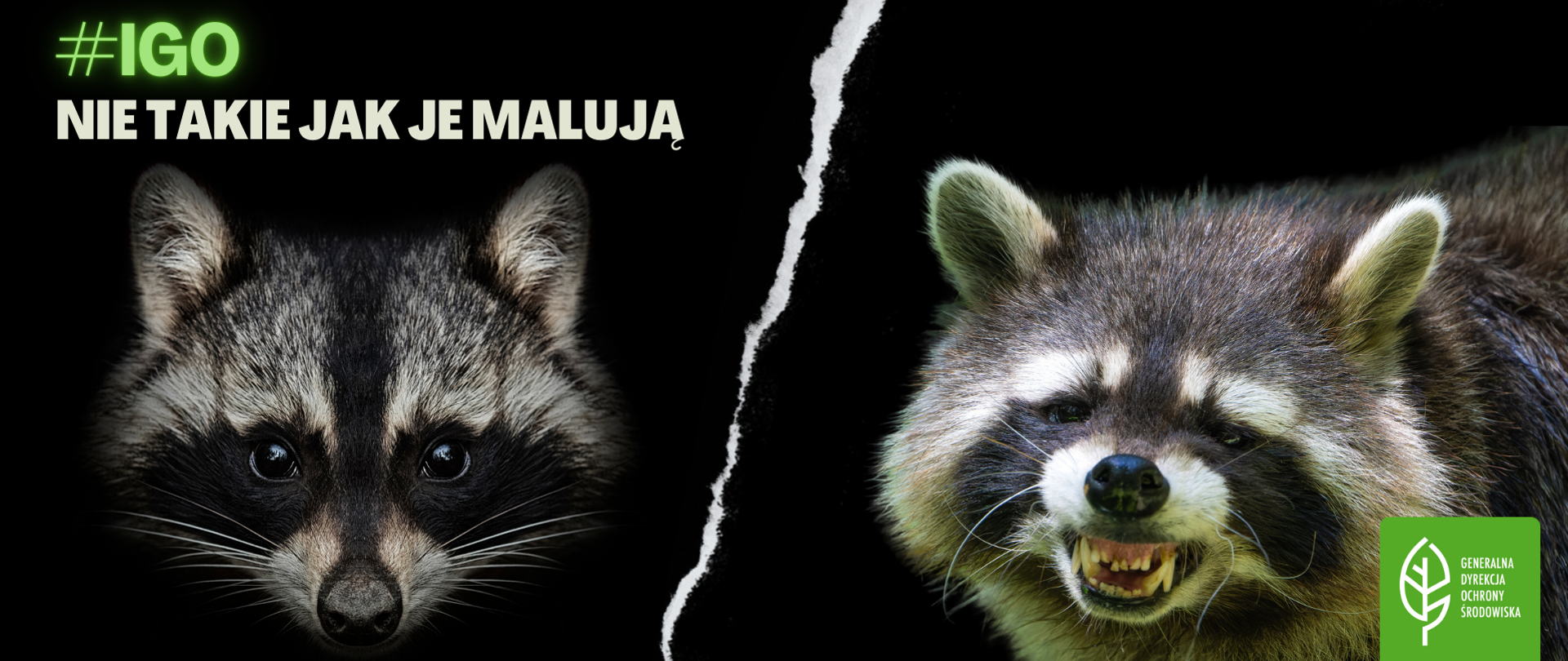 Na czarnym tle dwie głowy szopa pracza oddzielone biała kreską. Po lewej stronie zwierzę z miłym zamkniętym pyskiem, a po prawej z wyszczerzonymi kłami. Na górze napis: #IGO NIE TAKIE JAK JE MALUJĄ. W prawym dolnym rogu logo Generalnej Dyrekcji Ochrony Środowiska (biały liść na zielonym tle)