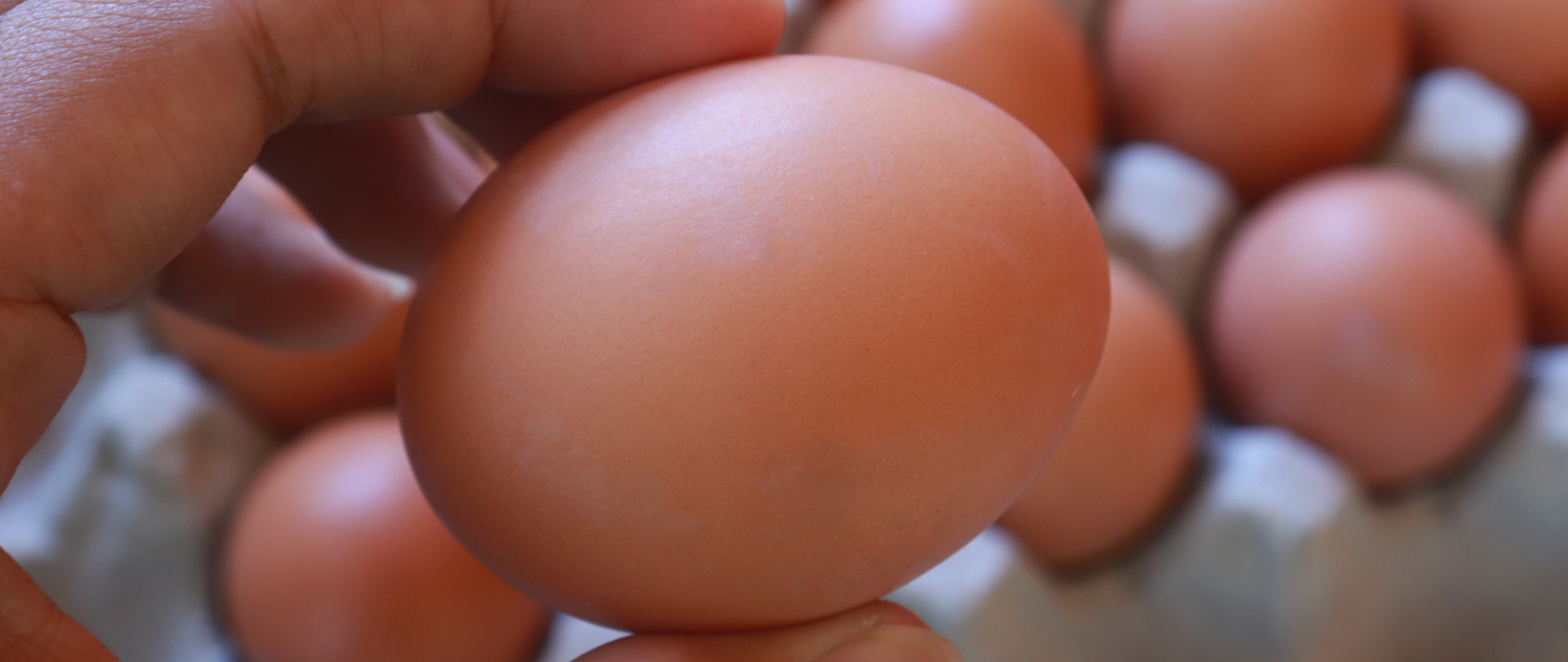Na zdjęciu widać dłoń trzymająca jajko
