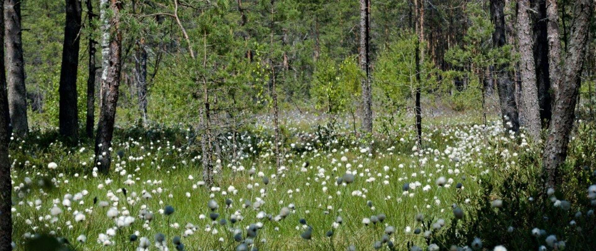Zdjęcie przedstawia krajobraz łąki pełnej kwiatów w głębi lasu.