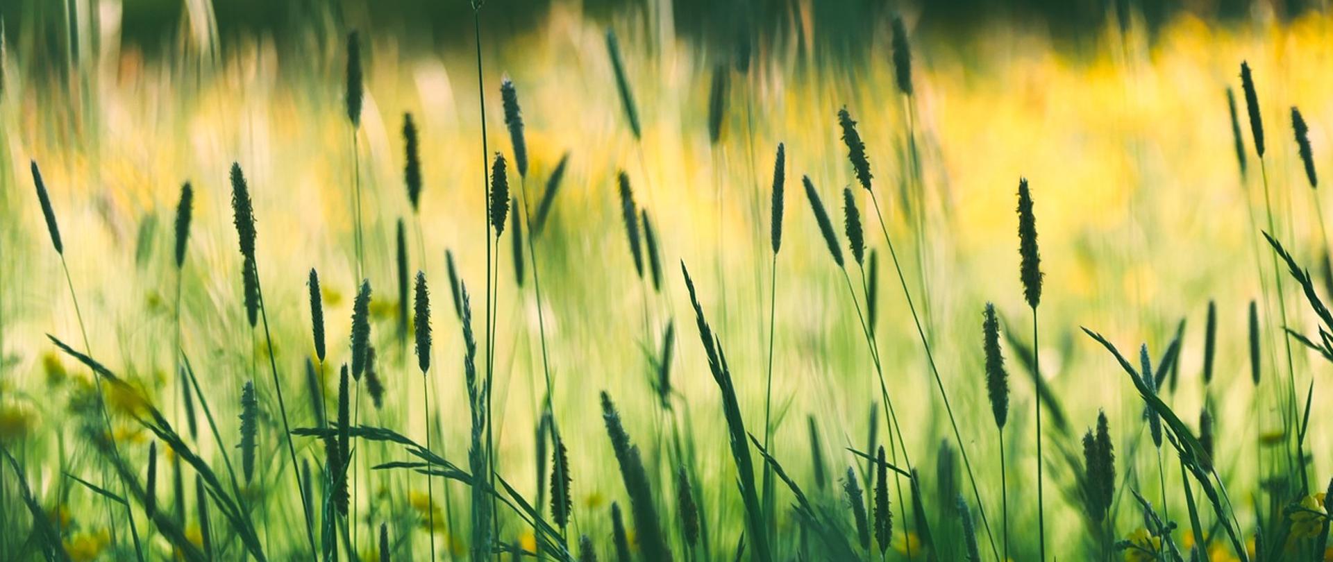 zdjęcie kwitnącej trawy, na drugim planie przebijające się promienie słoneczne i pole trawy