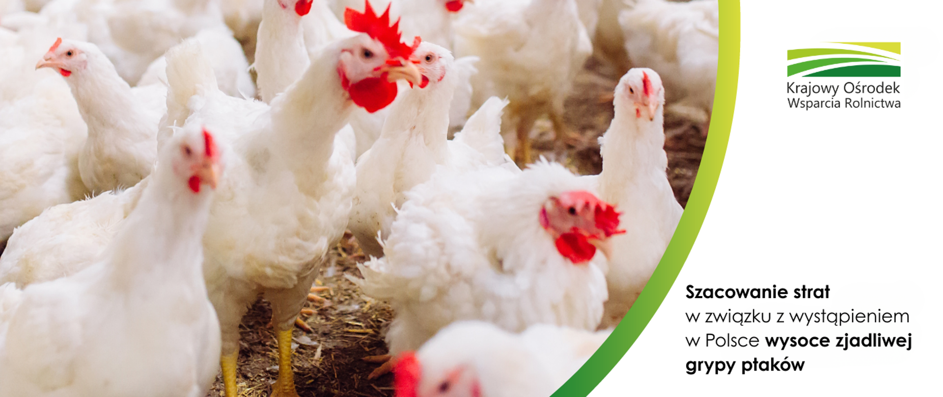 Szacowanie strat w związku z wystąpieniem w Polsce wysoce zjadliwej grypy ptaków