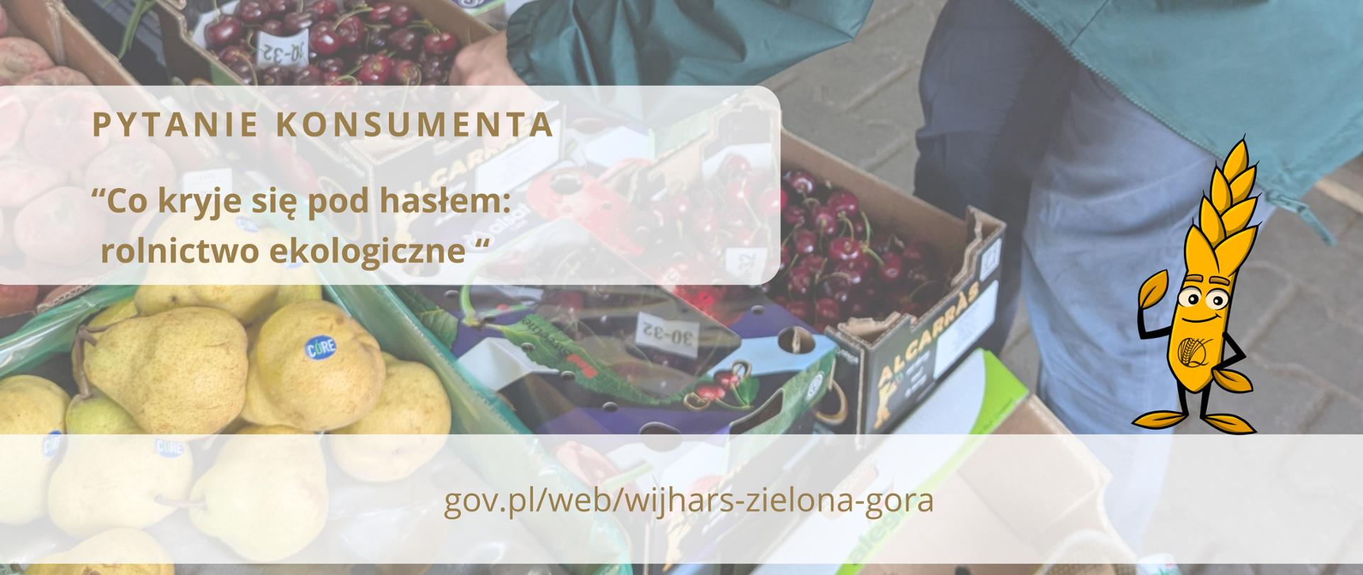 Zdjęcie przedstawia ladę z pudełkami, w których są owoce: gruszki, czereśnie i nachylającą się nad nimi sylwetką inspektora IJHARS w urzędowej, zielonej kurtce z logiem i skrótem IJHARS.
