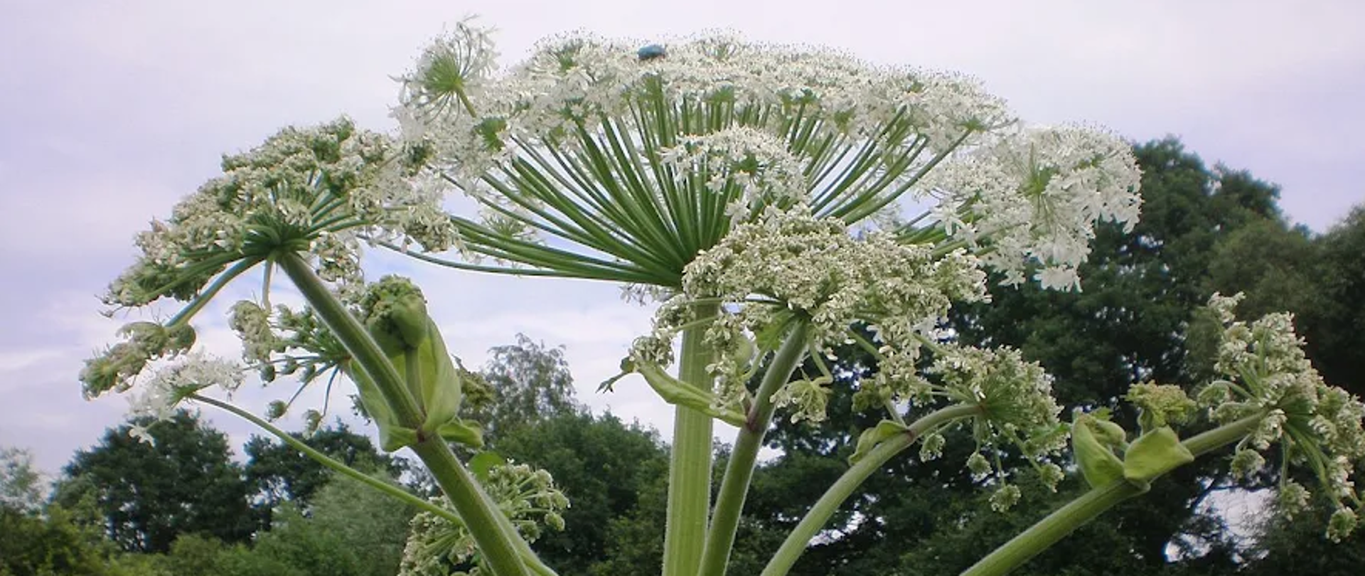 grafika przedstawia niebezpieczną roślinę - barszcz sosnowskiego