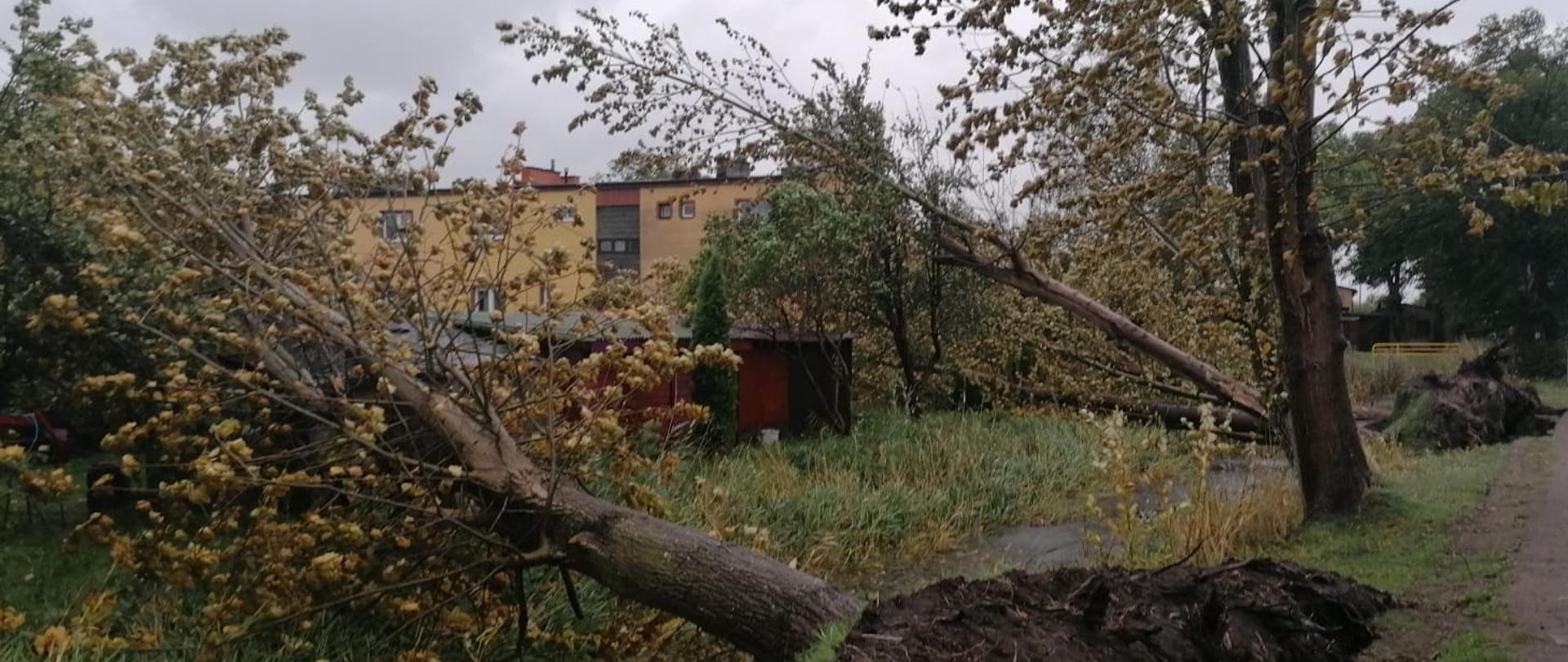 Drzewa przewrócone przy drodze. W tle widoczne budynki mieszkalne oraz strażacy.