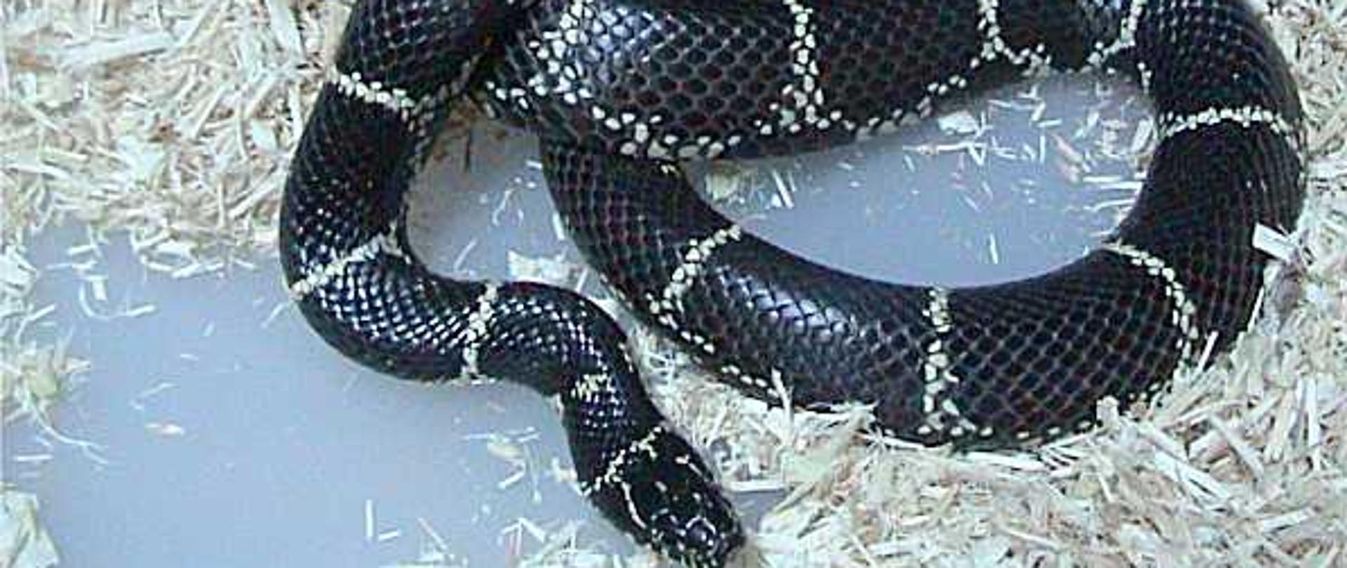 Wąż z gatunku lancetogłów królewski